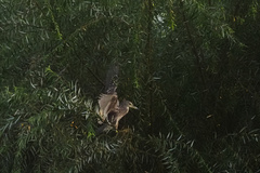 Nycticorax nycticorax