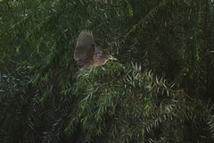 Nycticorax nycticorax