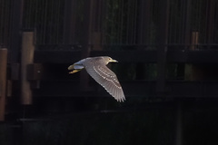 Nycticorax nycticorax