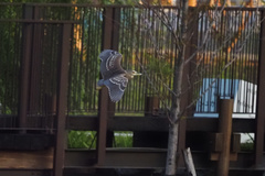 Nycticorax nycticorax