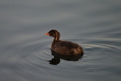 Tachybaptus ruficollis
