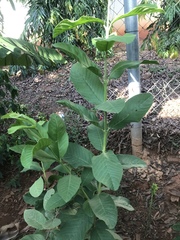 Psidium guajava image