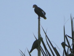 Amazona amazonica