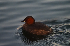 Tachybaptus ruficollis