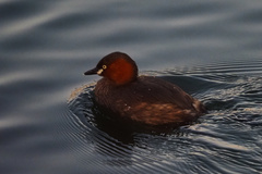 Tachybaptus ruficollis