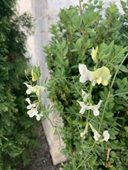 Vicia grandiflora