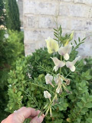Vicia grandiflora