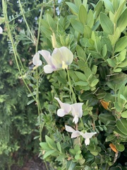 Vicia grandiflora