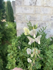 Vicia grandiflora