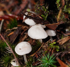 Entoloma albidosimulans