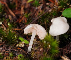 Entoloma albidosimulans