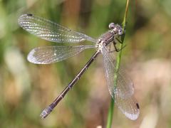Lestes dryas