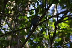 Momotus coeruliceps