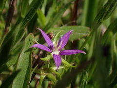 Campanula floridana