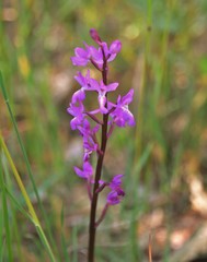 Orchis mascula laxifloriformis