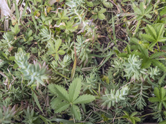 Petrosedum orientale