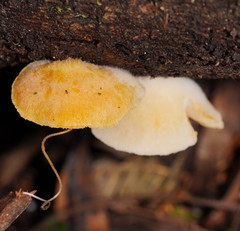 Crepidotus nephrodes