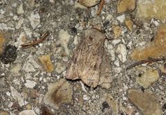 Agrotis segetum