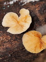Crepidotus nephrodes
