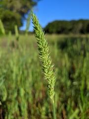 Phalaris lemmonii