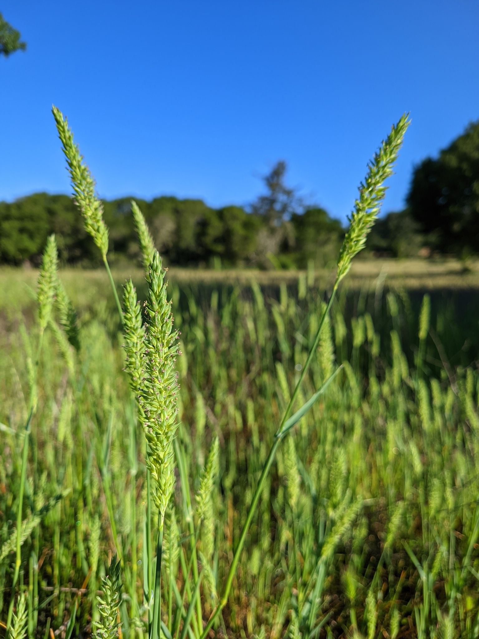 Phalaris lemmonii