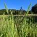 Lemmon's Canarygrass - Photo (c) David Greenberger, some rights reserved (CC BY-NC-ND), uploaded by David Greenberger