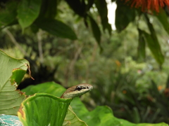 Mastigodryas danieli