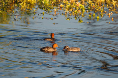 Tachybaptus ruficollis