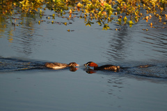 Tachybaptus ruficollis