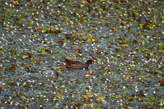 Gallinula chloropus