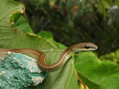 Mastigodryas danieli