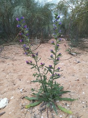 Echium gaditanum
