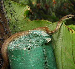 Mastigodryas danieli