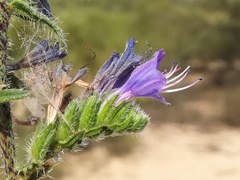 Echium gaditanum