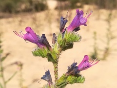 Echium gaditanum