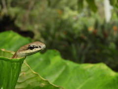 Mastigodryas danieli