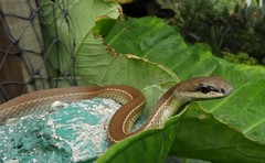 Mastigodryas danieli