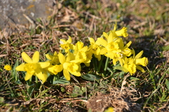 Narcissus minor asturiensis