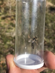 Colletes validus
