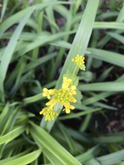 Barbarea vulgaris