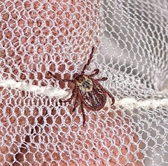 Dermacentor reticulatus
