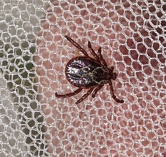 Dermacentor reticulatus