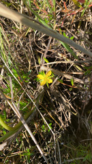 Ludwigia repens