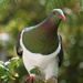 New Zealand Pigeon - Photo (c) Justin Bell, some rights reserved (CC BY-SA)
