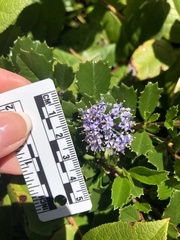 Ceanothus gloriosus