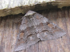 Zale submediana