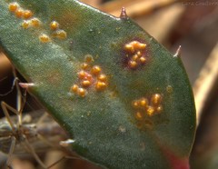 Pucciniastrum pyrolae