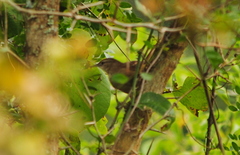 Phacellodomus rufifrons