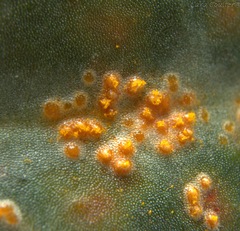 Pucciniastrum pyrolae