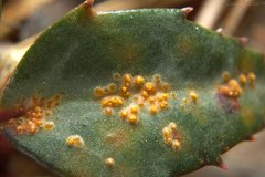 Pucciniastrum pyrolae